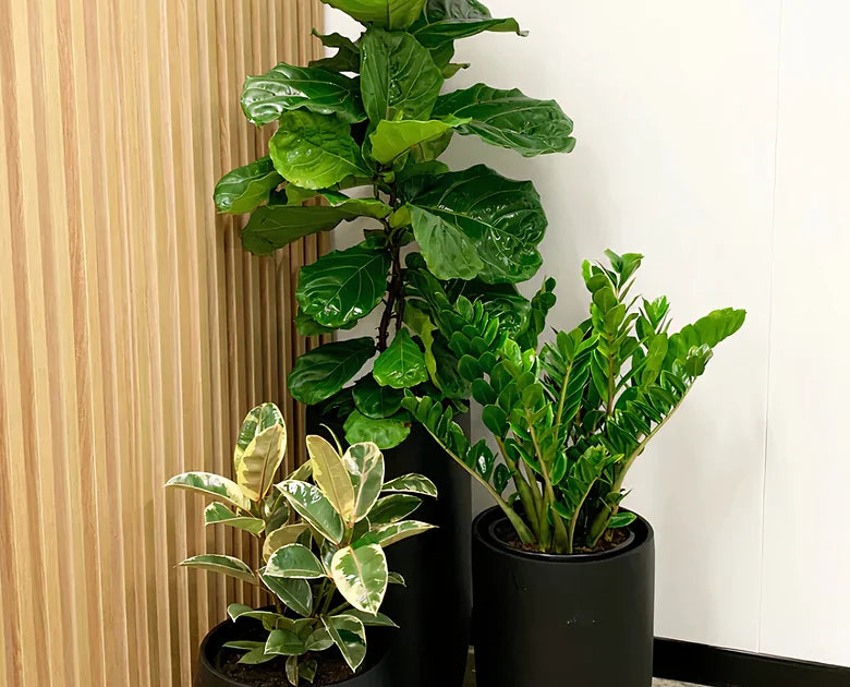 BBGP90002 | Classy Tall Planter Black